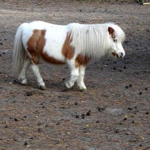 ����: ���� ���� ����.