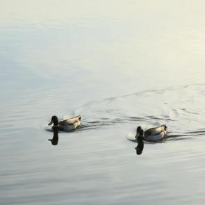 ����: ���� � �����