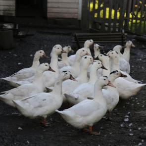 ����: ��������� ����