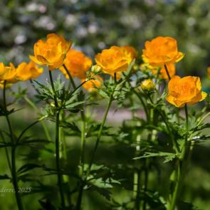 ����: ����������