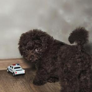 ����: ����