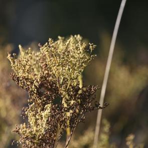 ����: ����� �����