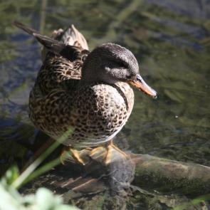 ����: ������ �� �������