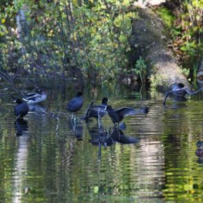 ����: ���� �����