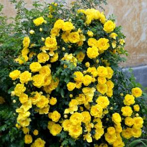 ����: ������ ����