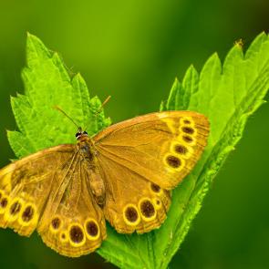 ����: ������� ������������