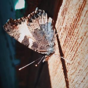 ����: ������� � ����