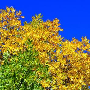 ����: ������ �����