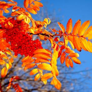 ����: ������