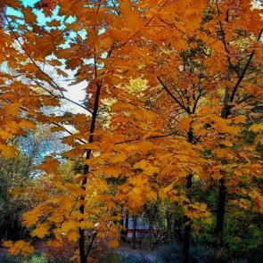 ����: �����