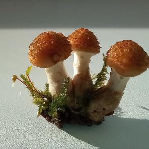  :  