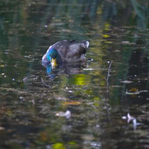 ����: �������� � �����