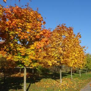 ����: ����