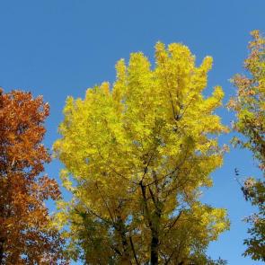 ����: �����