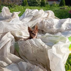 ����: �����