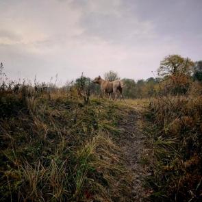 ����: �����