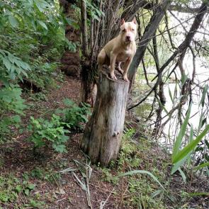 ����: ���