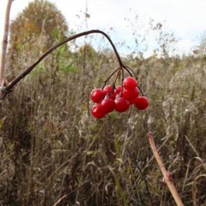 ���� ��������: ������� �������, ������ �������...