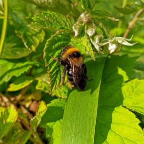 ����: �����