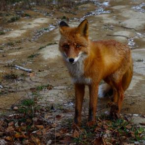 ���� ��������: ������� �� ������ ����