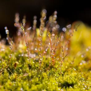 ����: ����� ���� �� ���