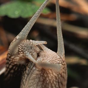 ����: ������