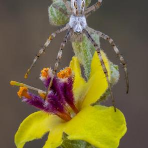 : . Argiope.