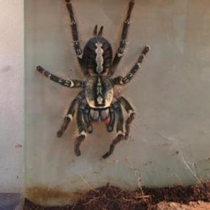 ����: ���������