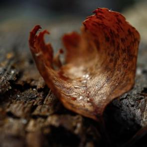 ���� ��������: ������� ���������� 