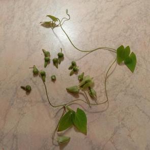 ����: ��������� ���������