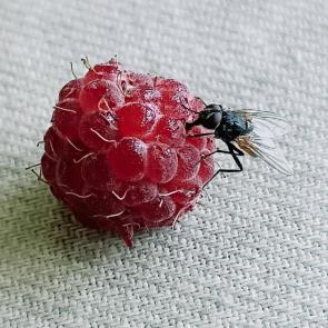  : 