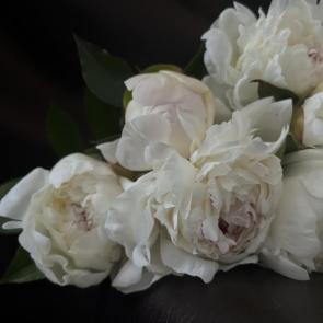 ����: ����� 