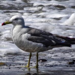 ���� ��������: 