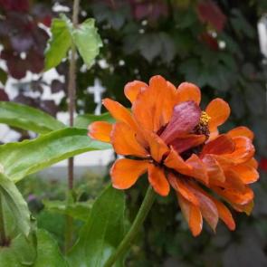 ����: ����������� ��������� �����