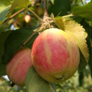 ����: ������� �������