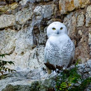 ����: ����� ����