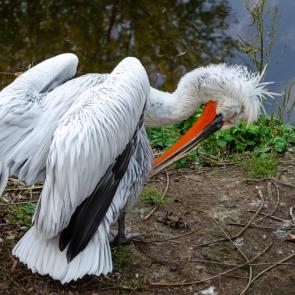 ����: ����� ������ ��������