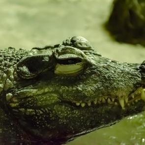 ����: ���������