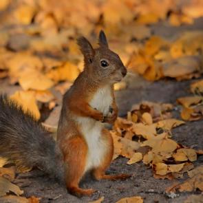 ���� ��������: ������� �������. 