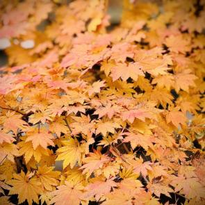 ����: �������� ���