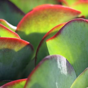 ����: ������ ������