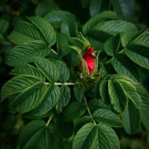 ����: ��������