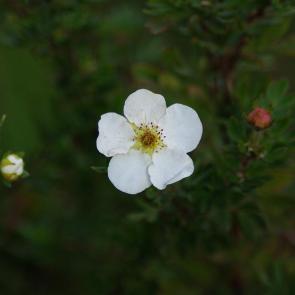 ����: ������� ������