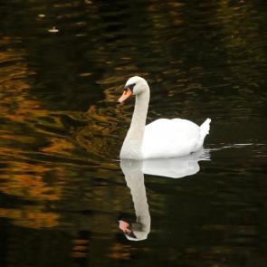 ����: ����� ������. 