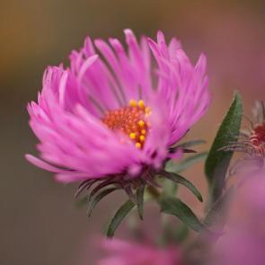 ���� ��������: � �������. 