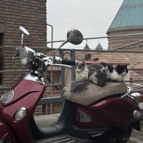 ����: ���������