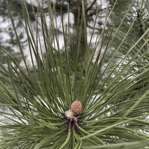 ���� ��������: 