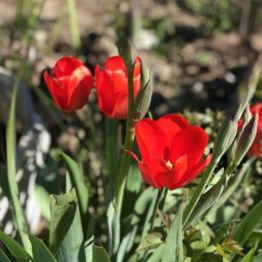 ���� ��������: 