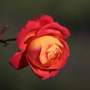 ���� ��������: ����������. 