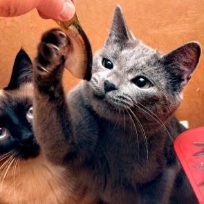 ���� ��������: ����� ���... �� ��������...